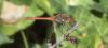 Sympetrum striolatum